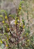 Orthanthella lutea. Цветущее растение. Саратовская обл., Красноармейский р-н, окр. с. Белогорское, степь. 07.08.2018.