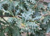 genus Quercus