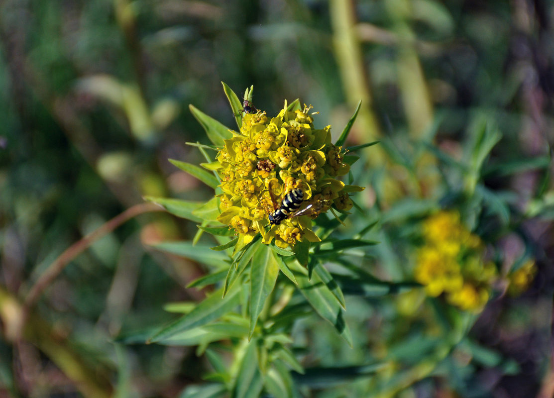 Image of Euphorbia palustris specimen.