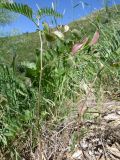 Astragalus schmalhausenii