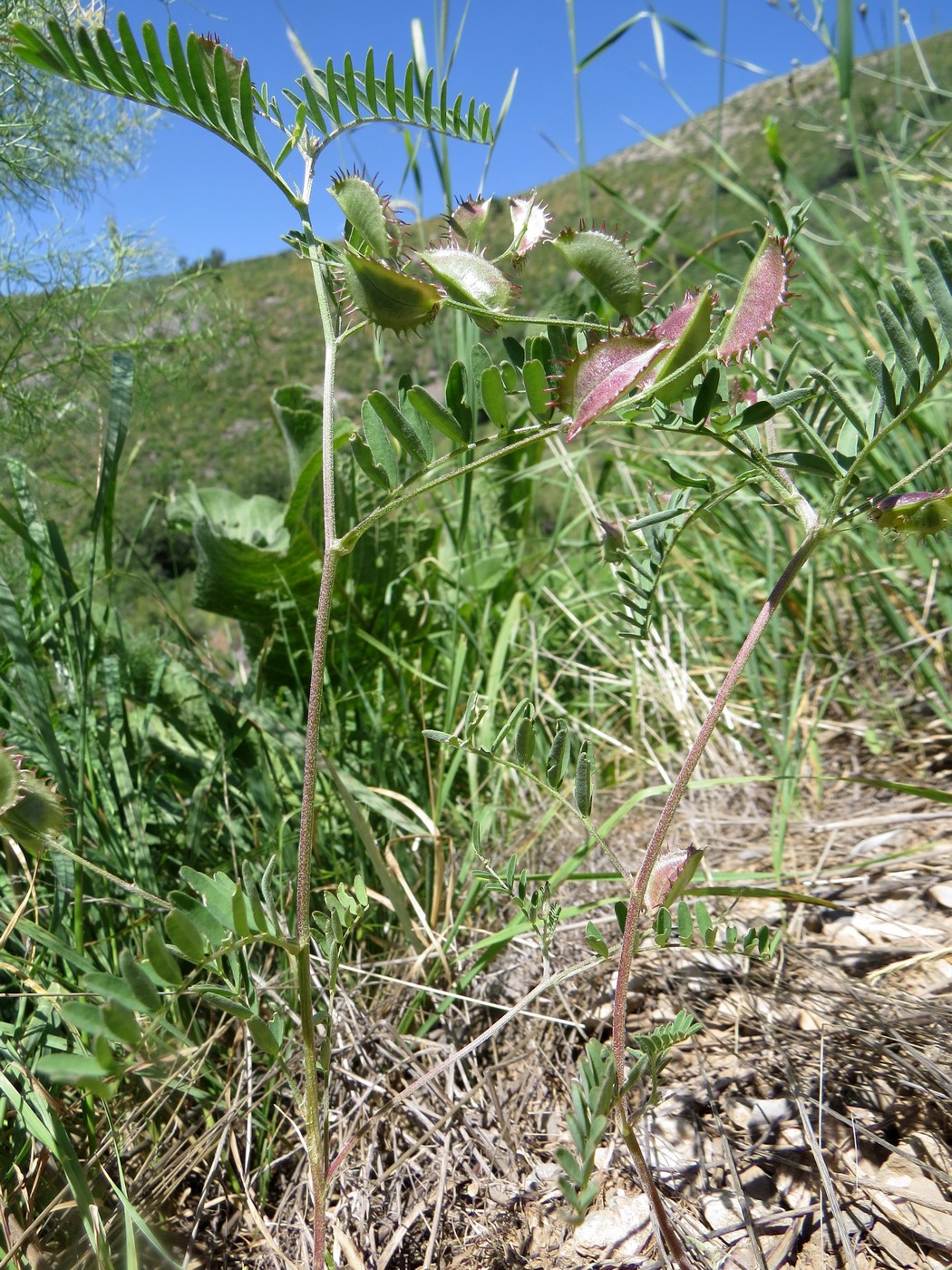 Image of Astragalus schmalhausenii specimen.
