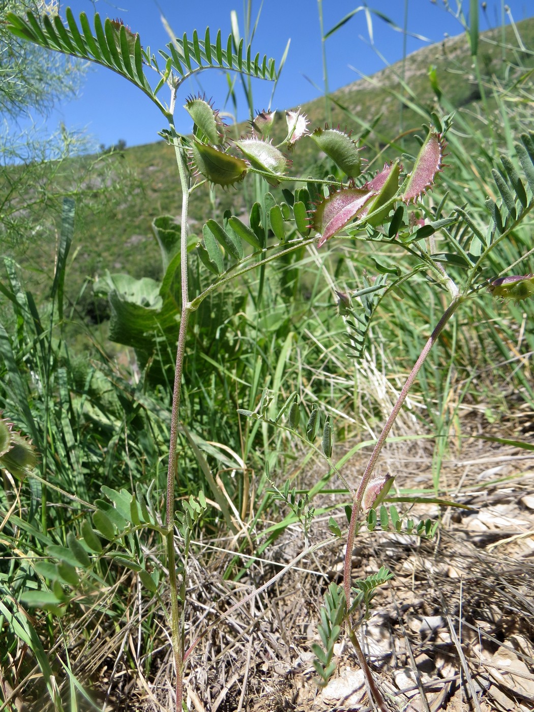 Изображение особи Astragalus schmalhausenii.