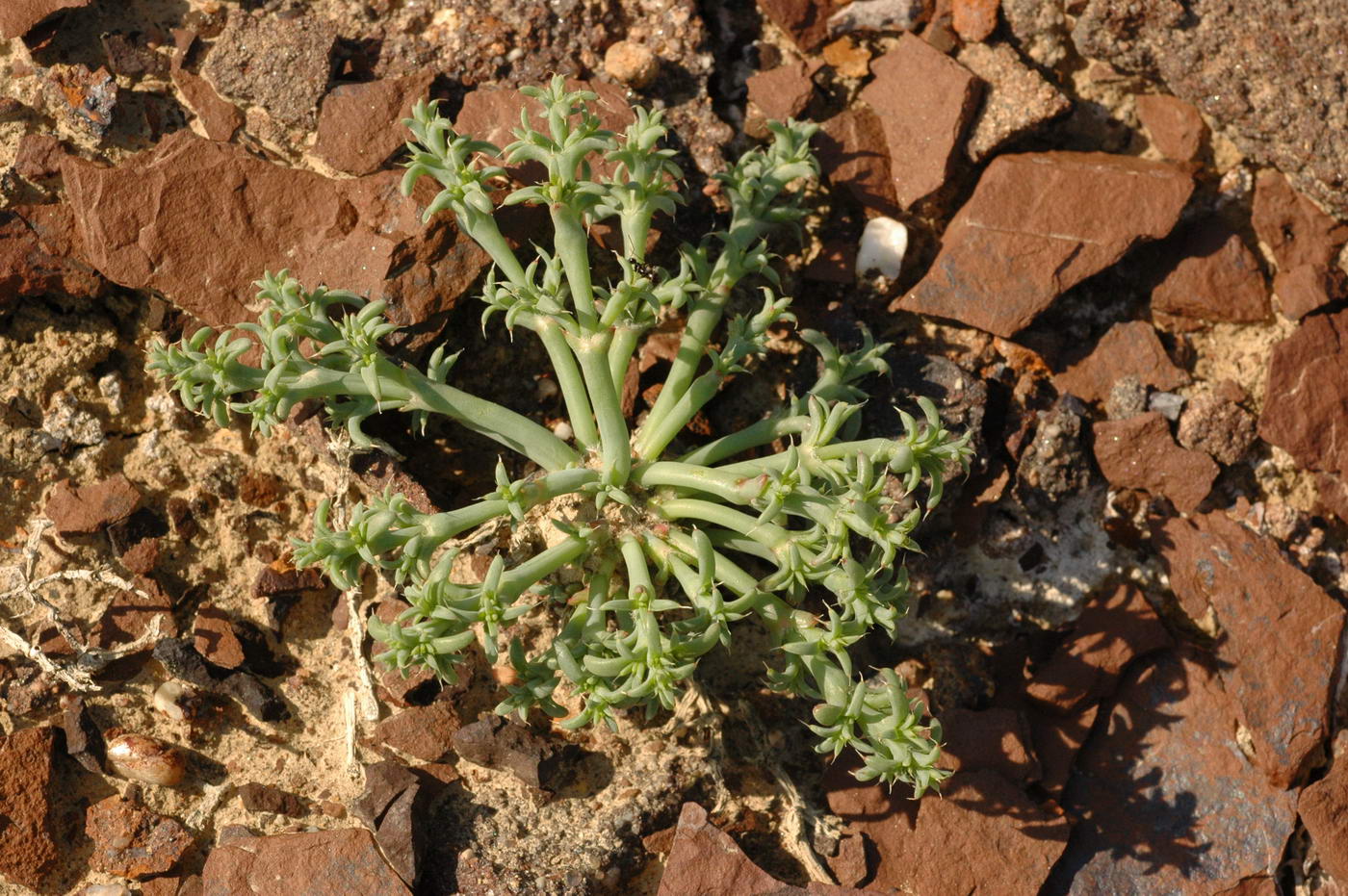 Изображение особи Anabasis eriopoda.