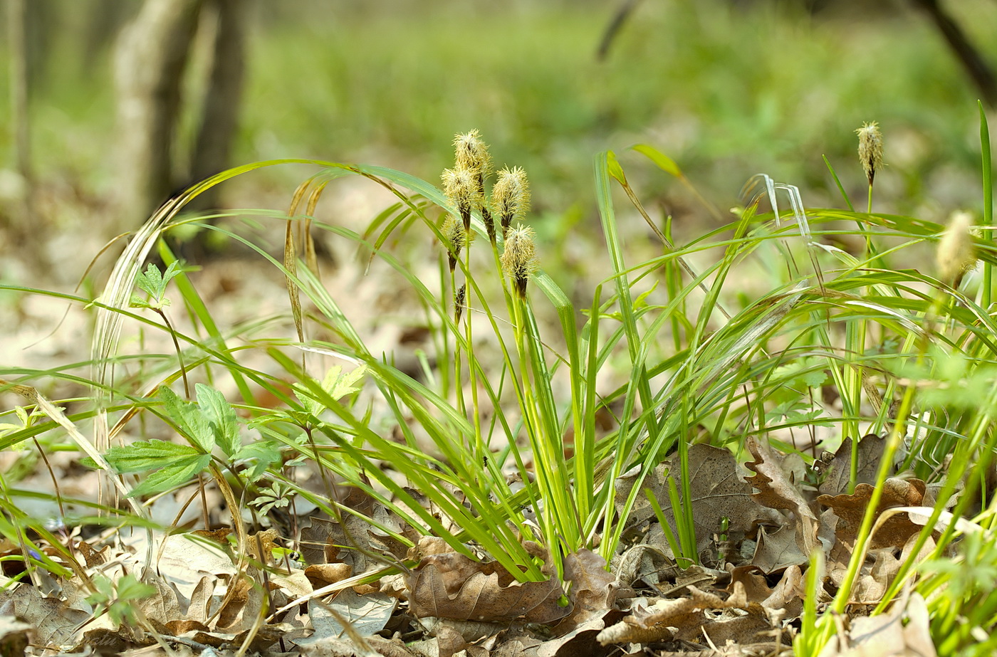 Image of Carex brevicollis specimen.