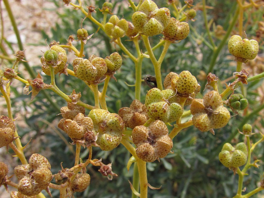 Image of Ruta divaricata specimen.