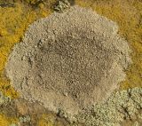 genus Aspicilia