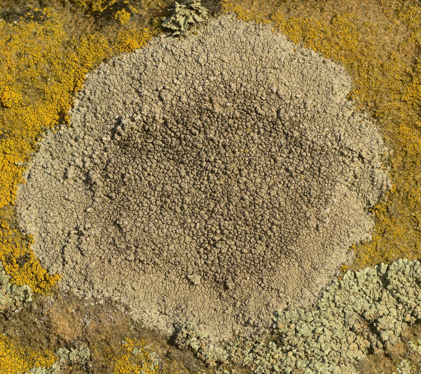 Image of genus Aspicilia specimen.