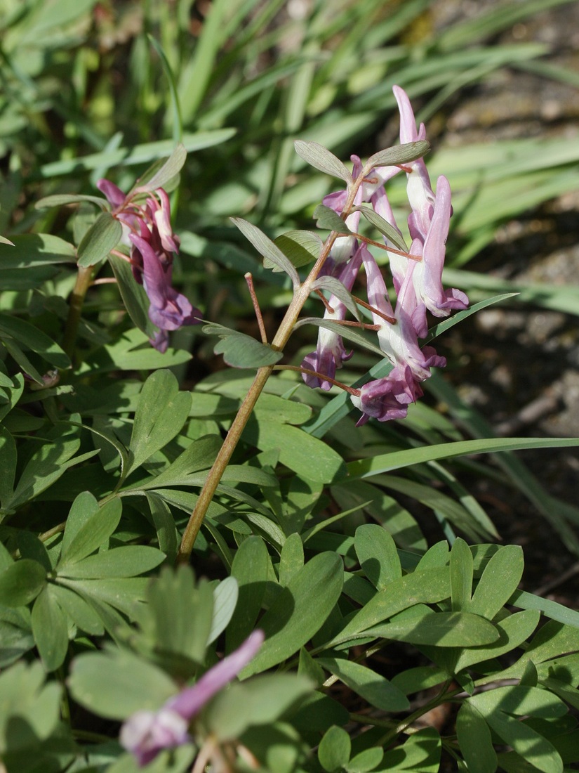 Image of Corydalis solida specimen.