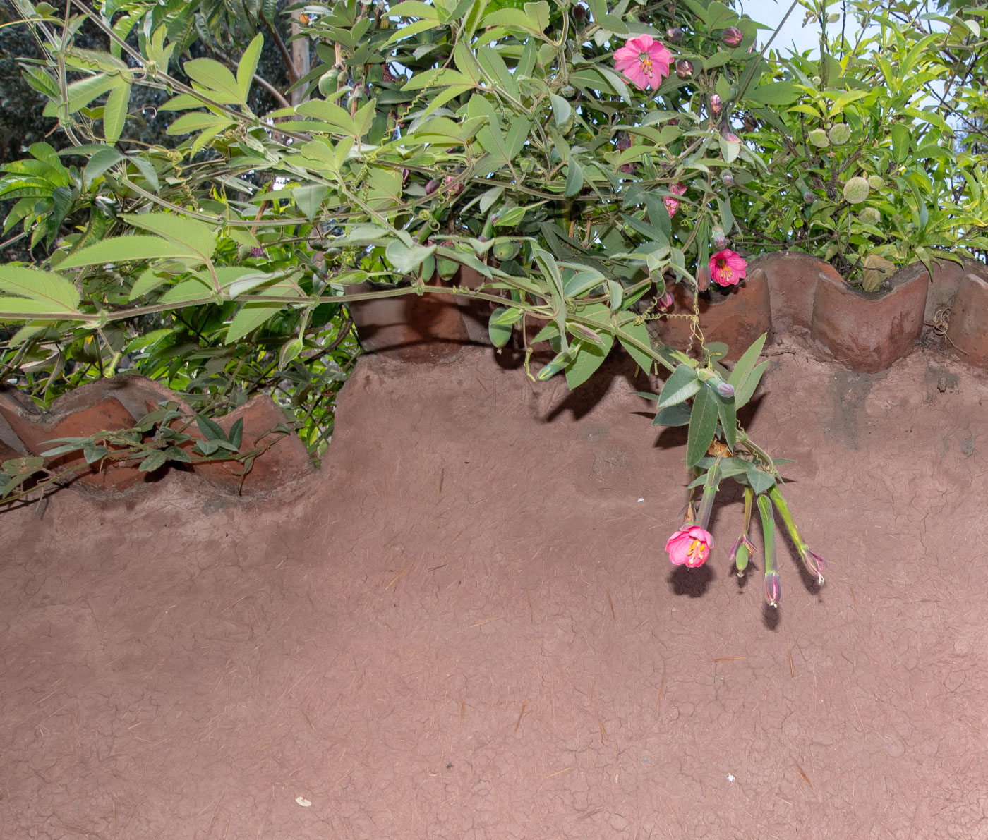 Изображение особи Passiflora mixta.