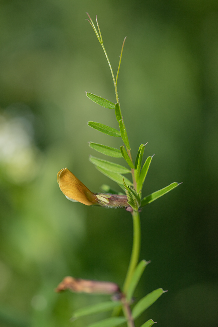 Image of Vicia grandiflora specimen.