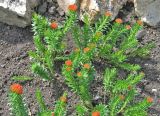 Rhodiola linearifolia