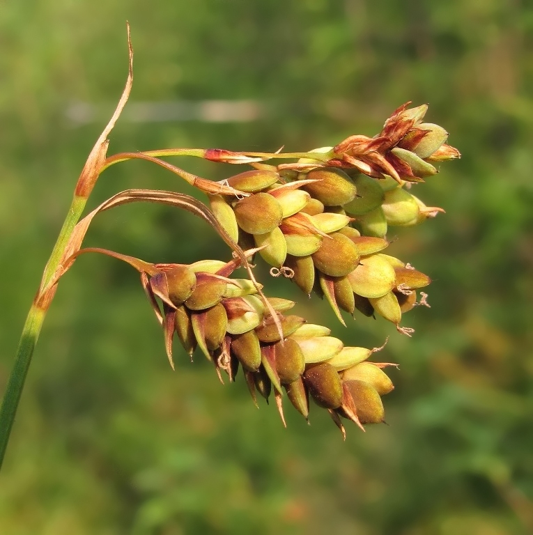 Изображение особи Carex paupercula.