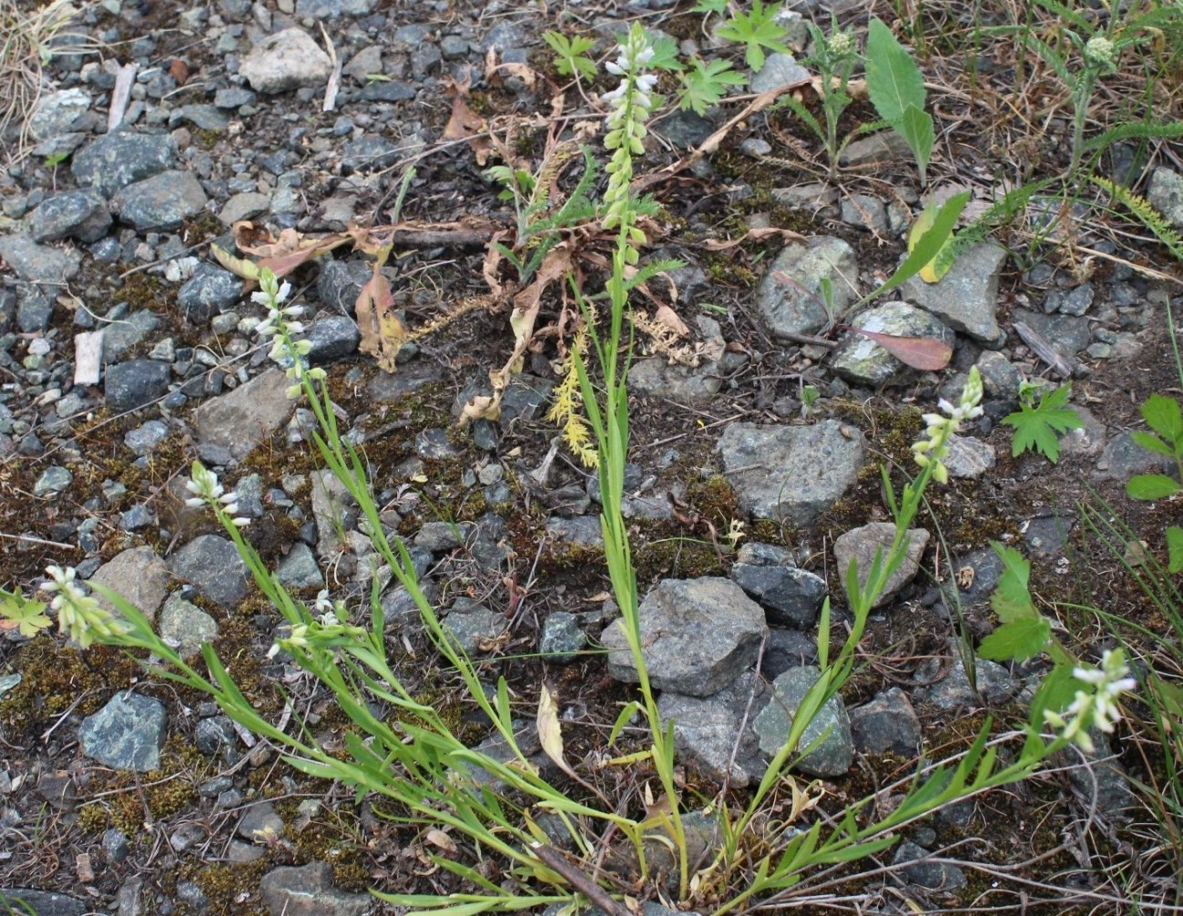 Изображение особи Polygala hybrida.