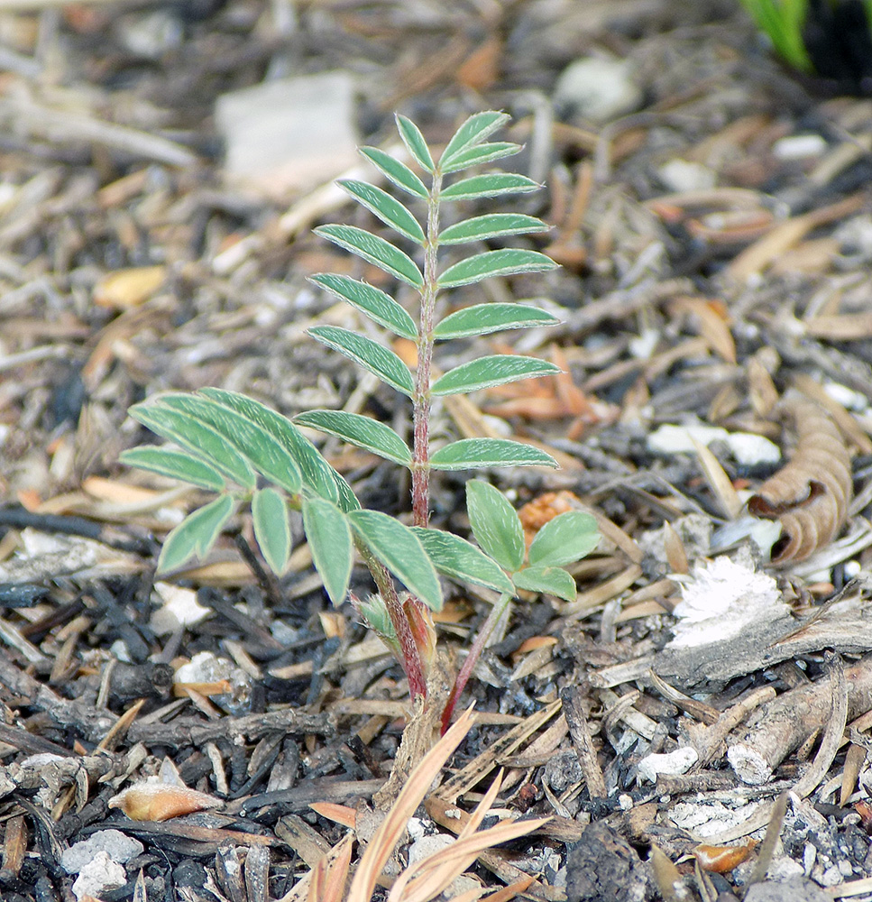 Image of Onobrychis miniata specimen.