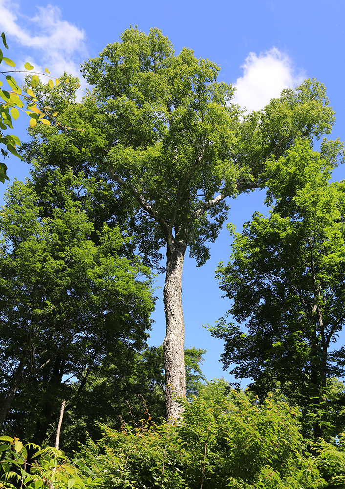 Image of Betula costata specimen.