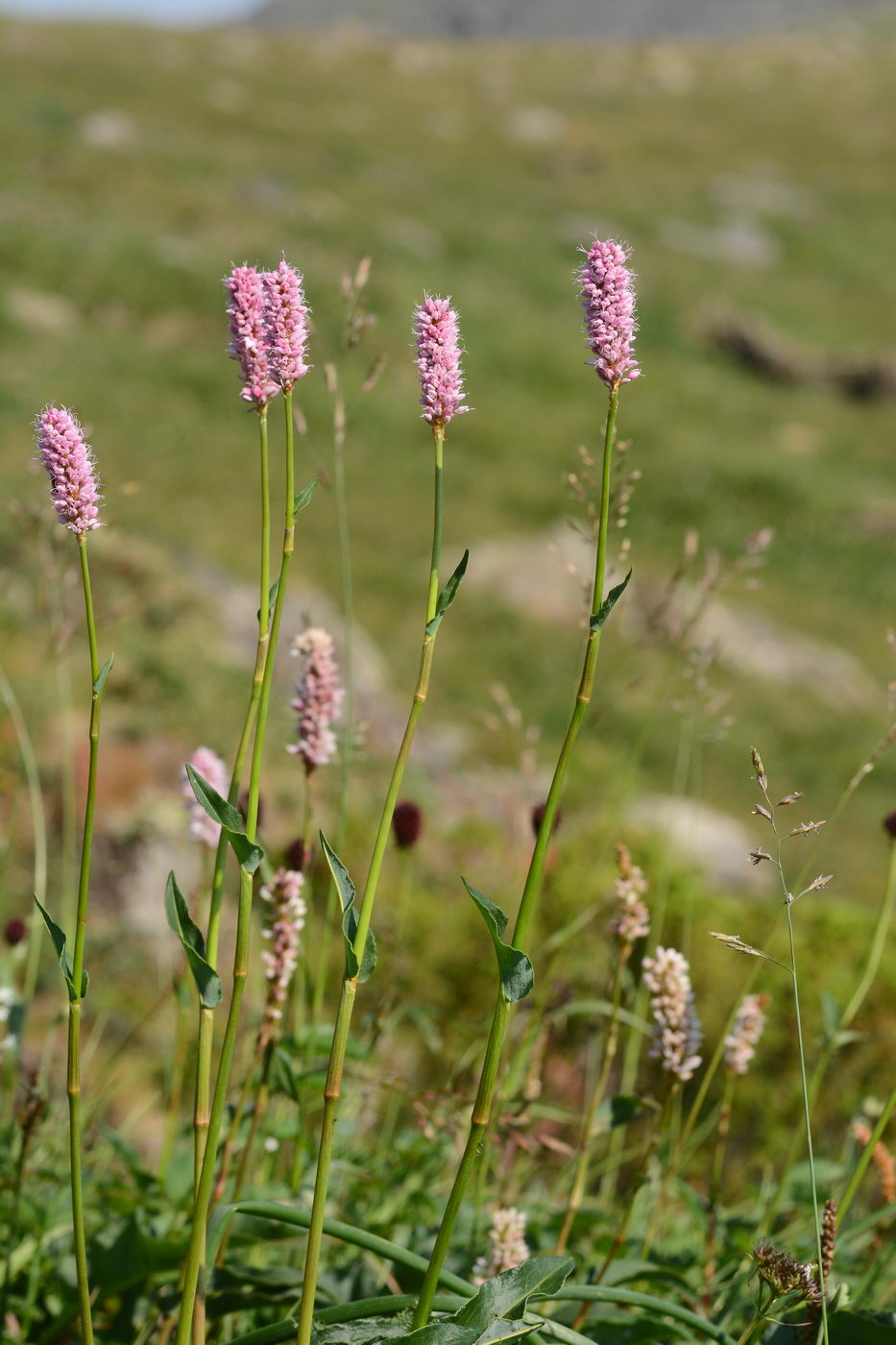 Изображение особи Bistorta officinalis.