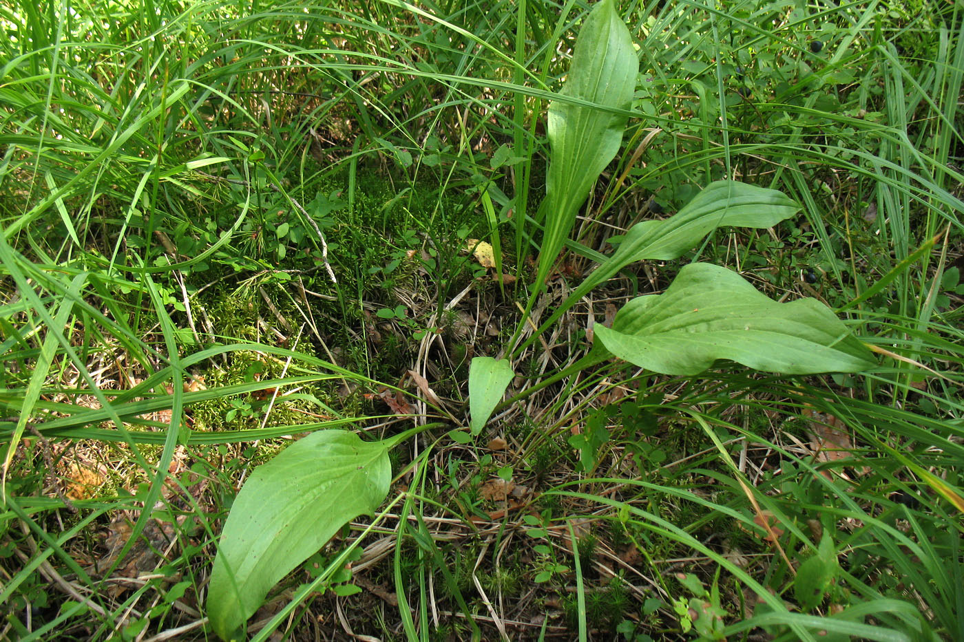 Изображение особи Scorzonera humilis.