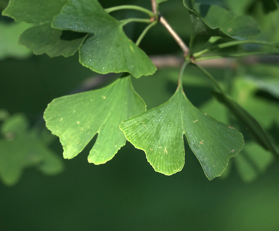 Image of Ginkgo biloba specimen.