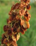 Rumex aquaticus. Часть соплодия. Архангельская обл., Вельский р-н, окр. пос. Усть-Шоноша, берег р. Вель, среди зарослей осоки острой (Carex acuta). 29.07.2010.