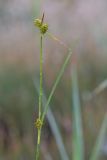 Carex bergrothii