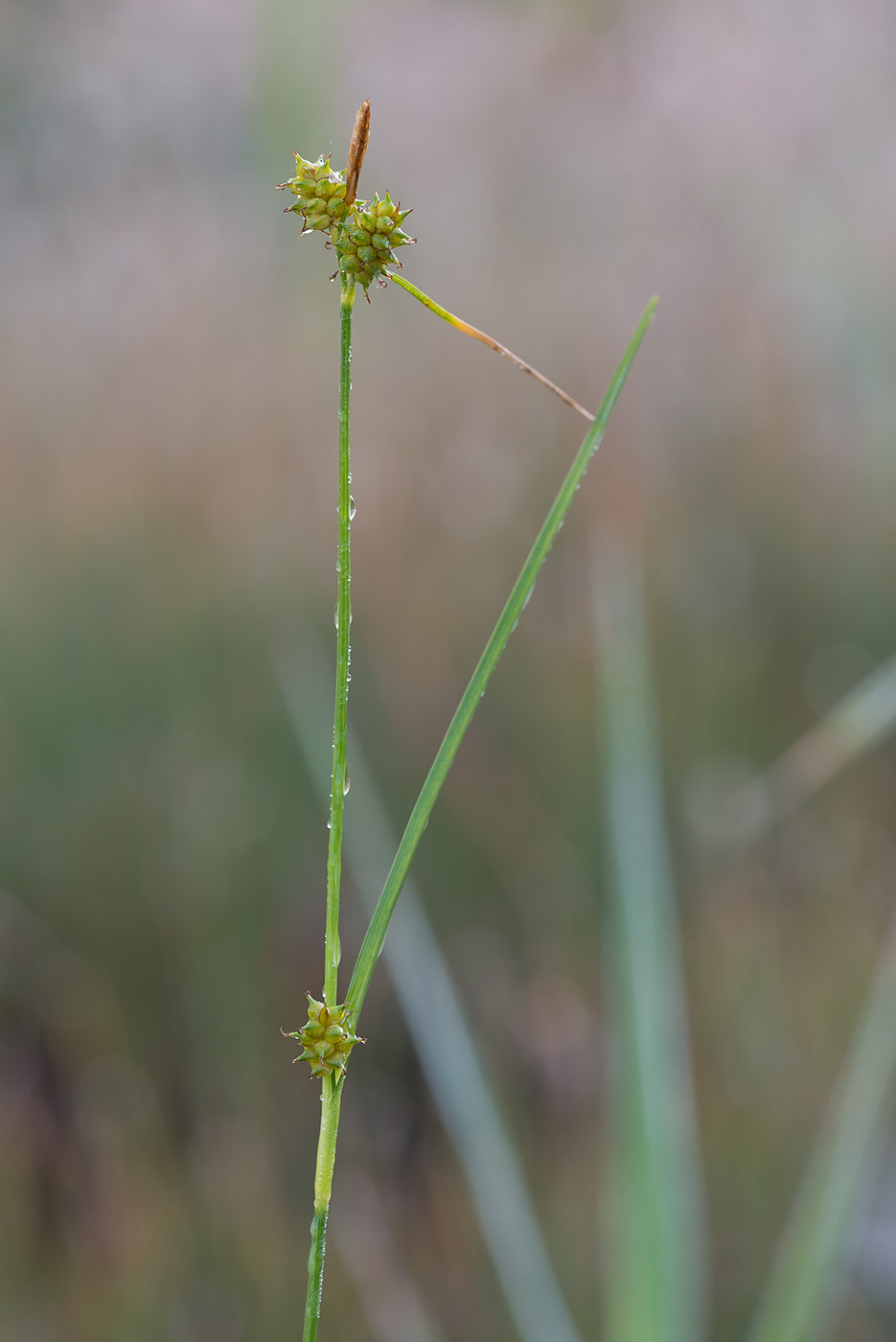 Изображение особи Carex bergrothii.