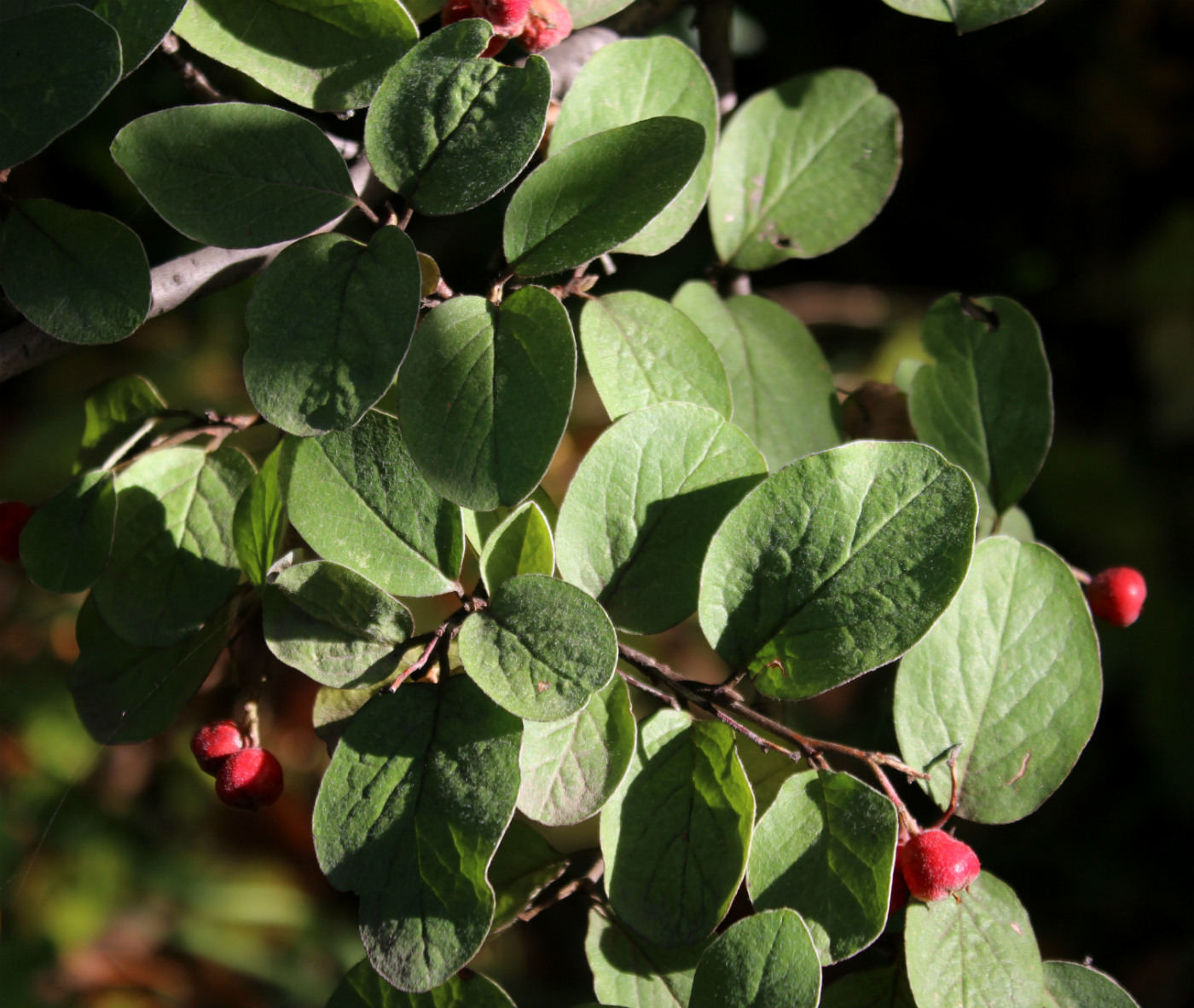 Изображение особи Cotoneaster tomentosus.