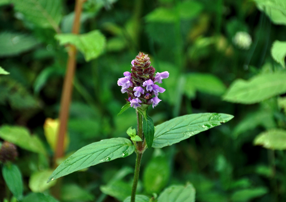 Image of Prunella vulgaris specimen.