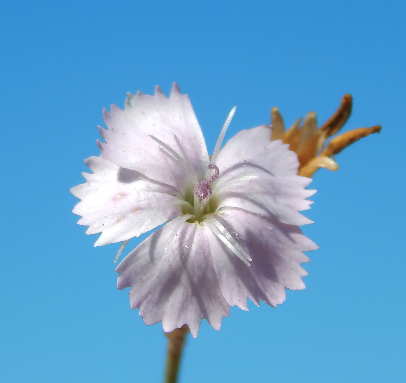 Изображение особи род Dianthus.