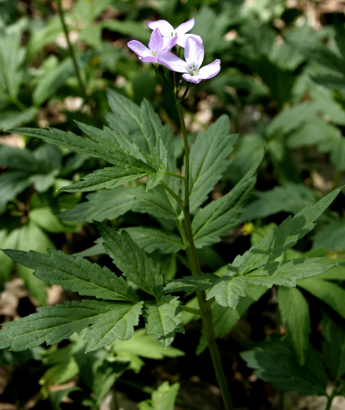 Изображение особи Cardamine quinquefolia.