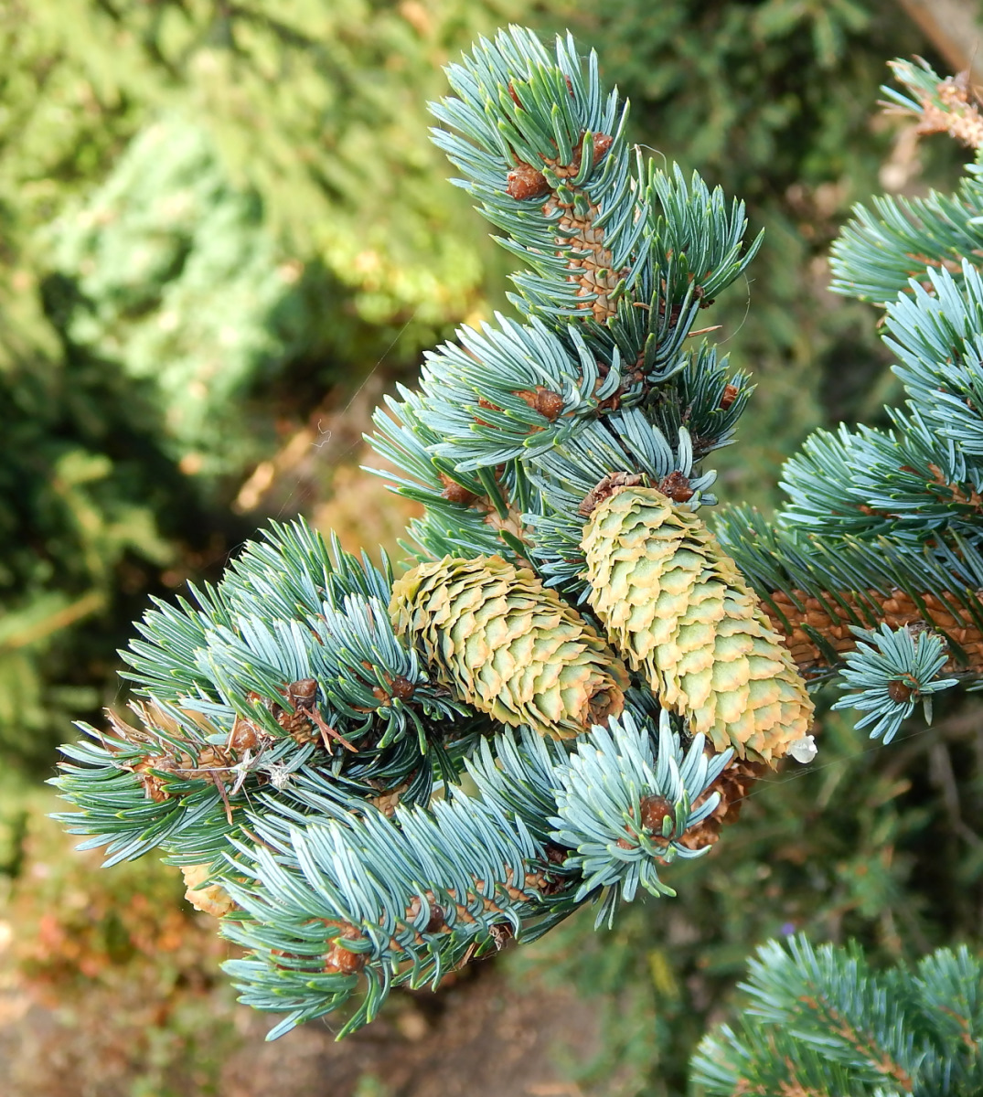 Изображение особи Picea pungens f. glauca.