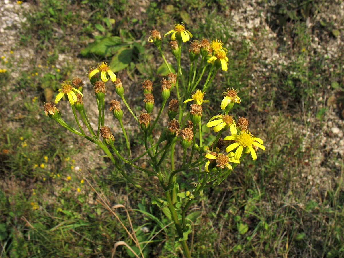 Изображение особи Senecio umbrosus.