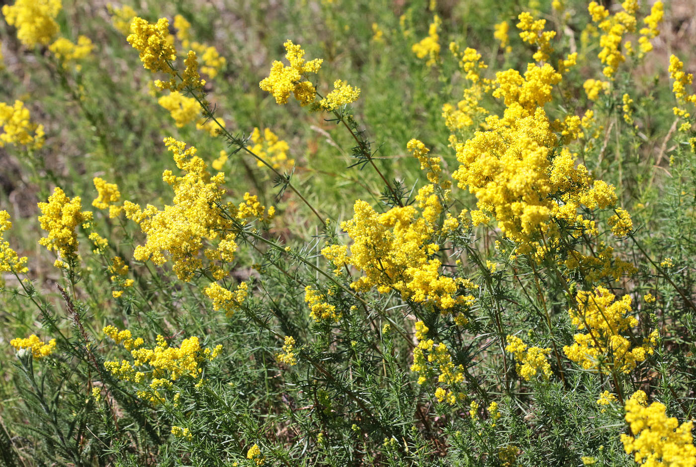 Изображение особи Galium verum.