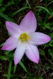 Zephyranthes rosea