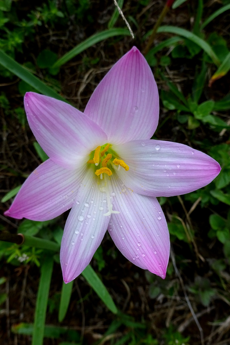 Image of Zephyranthes rosea specimen.