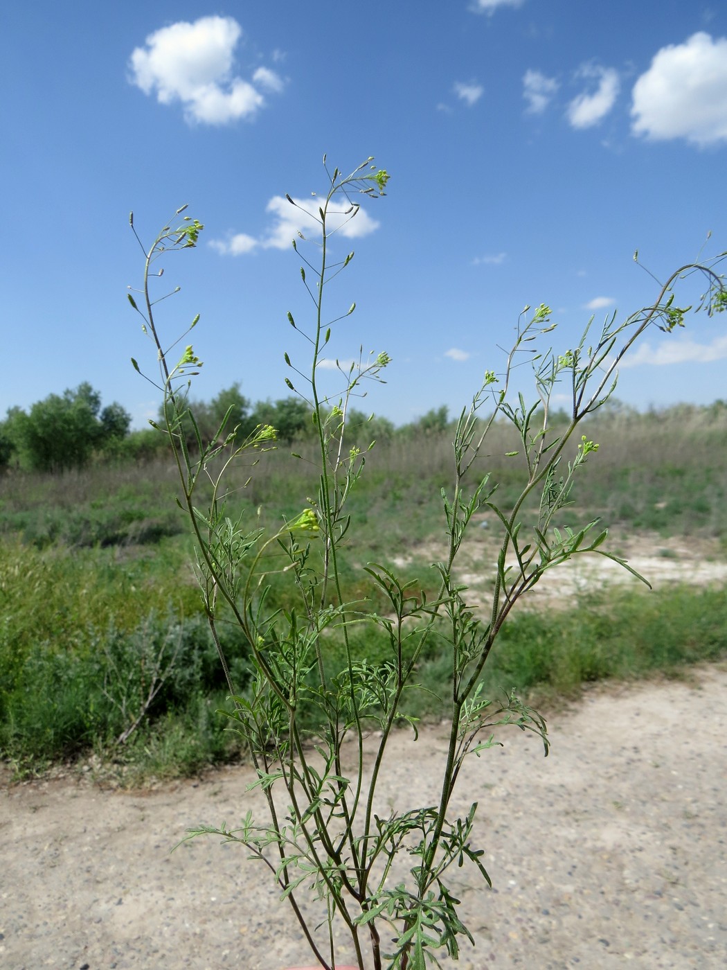 Image of Sophiopsis micrantha specimen.