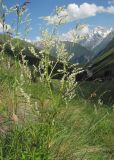 Aconogonon alpinum