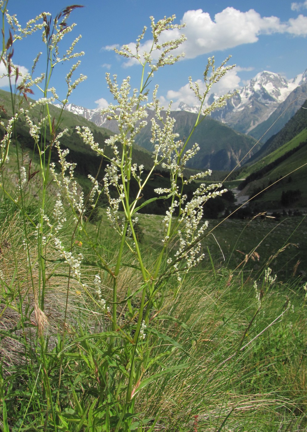 Изображение особи Aconogonon alpinum.