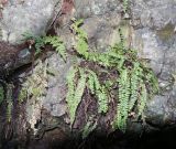 Asplenium trichomanes