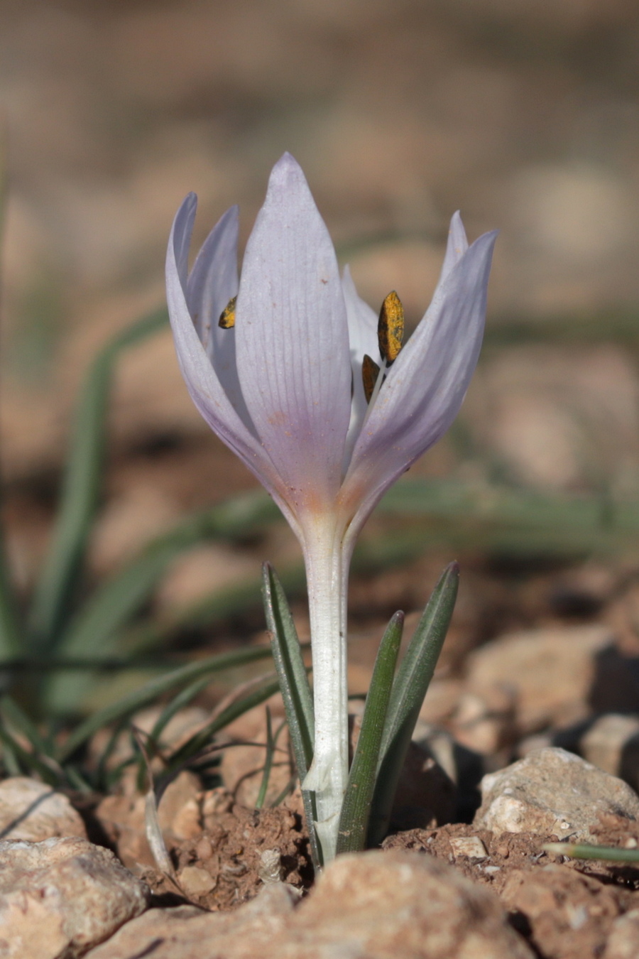 Изображение особи Colchicum triphyllum.