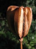 Lilium martagon