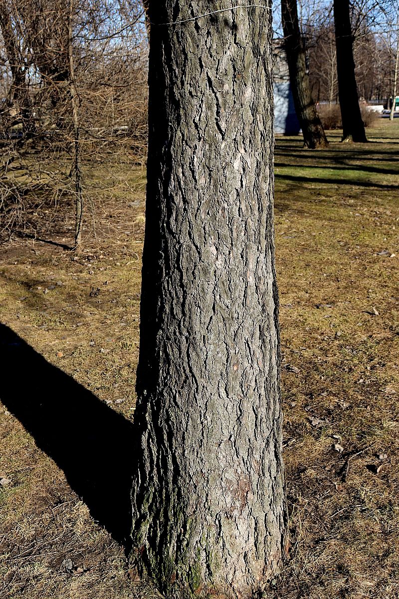 Image of Larix decidua specimen.