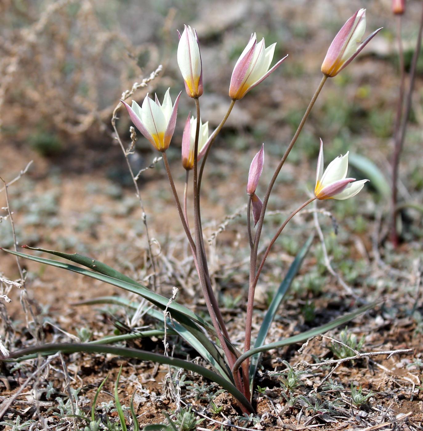 Image of Tulipa buhseana specimen.