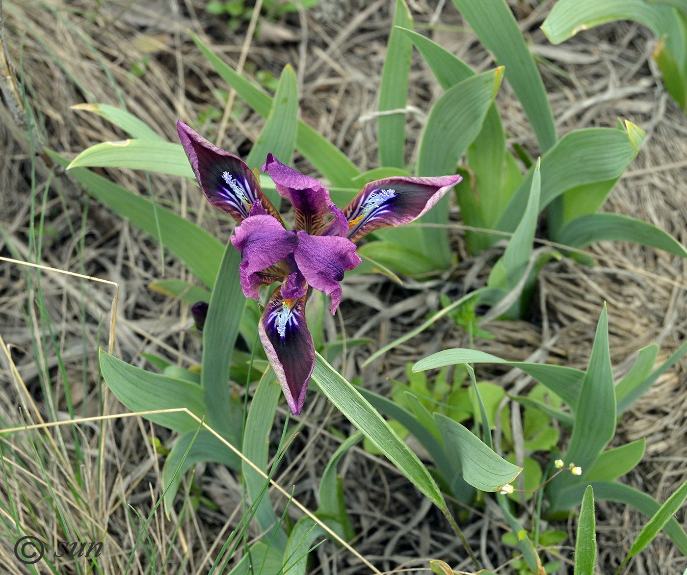 Image of Iris pumila specimen.