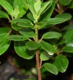 genus Peperomia. Верхушка вегетирующего растения. Перу, регион Куско, провинция Урубамба, обочина дороги к археологическому комплексу, расщелина в скале, выс. ок. 2900 м н. у. м. 18.10.2019.