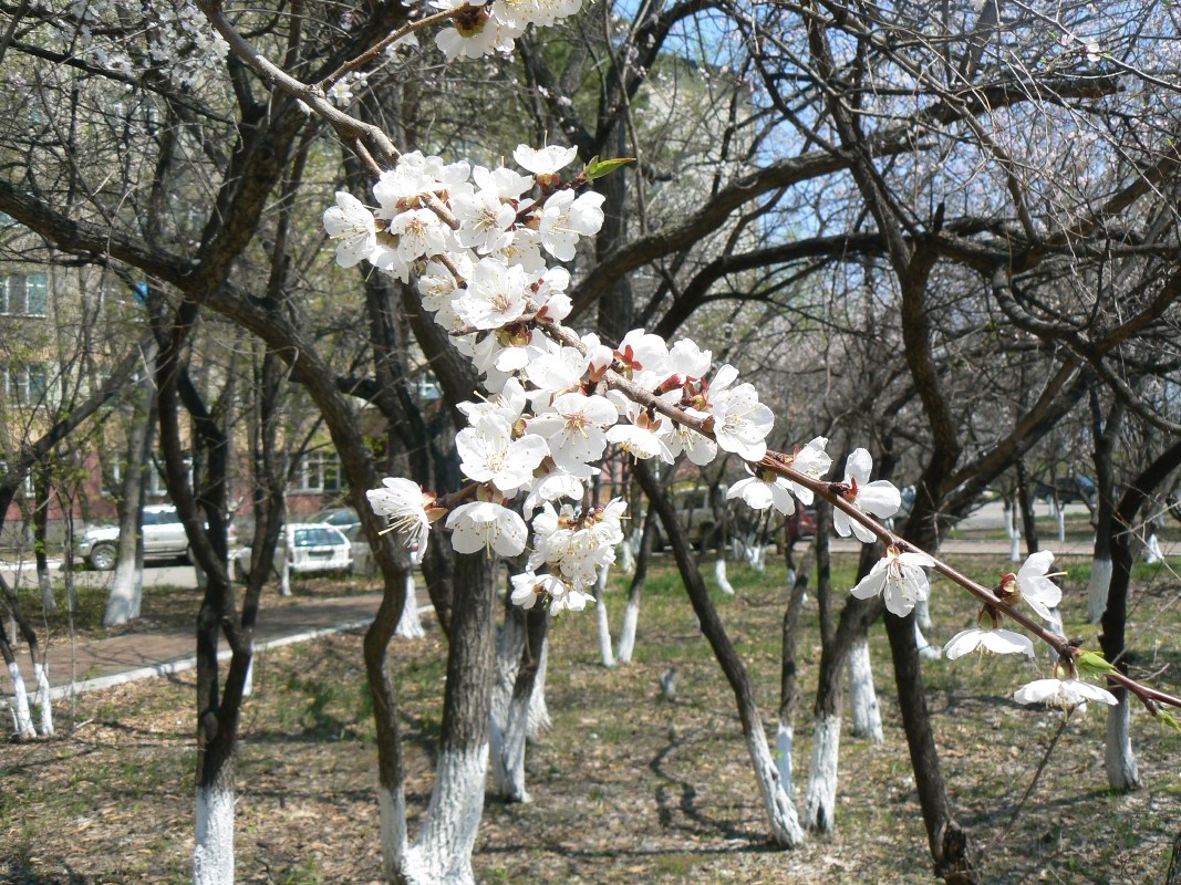 Изображение особи Armeniaca mandshurica.