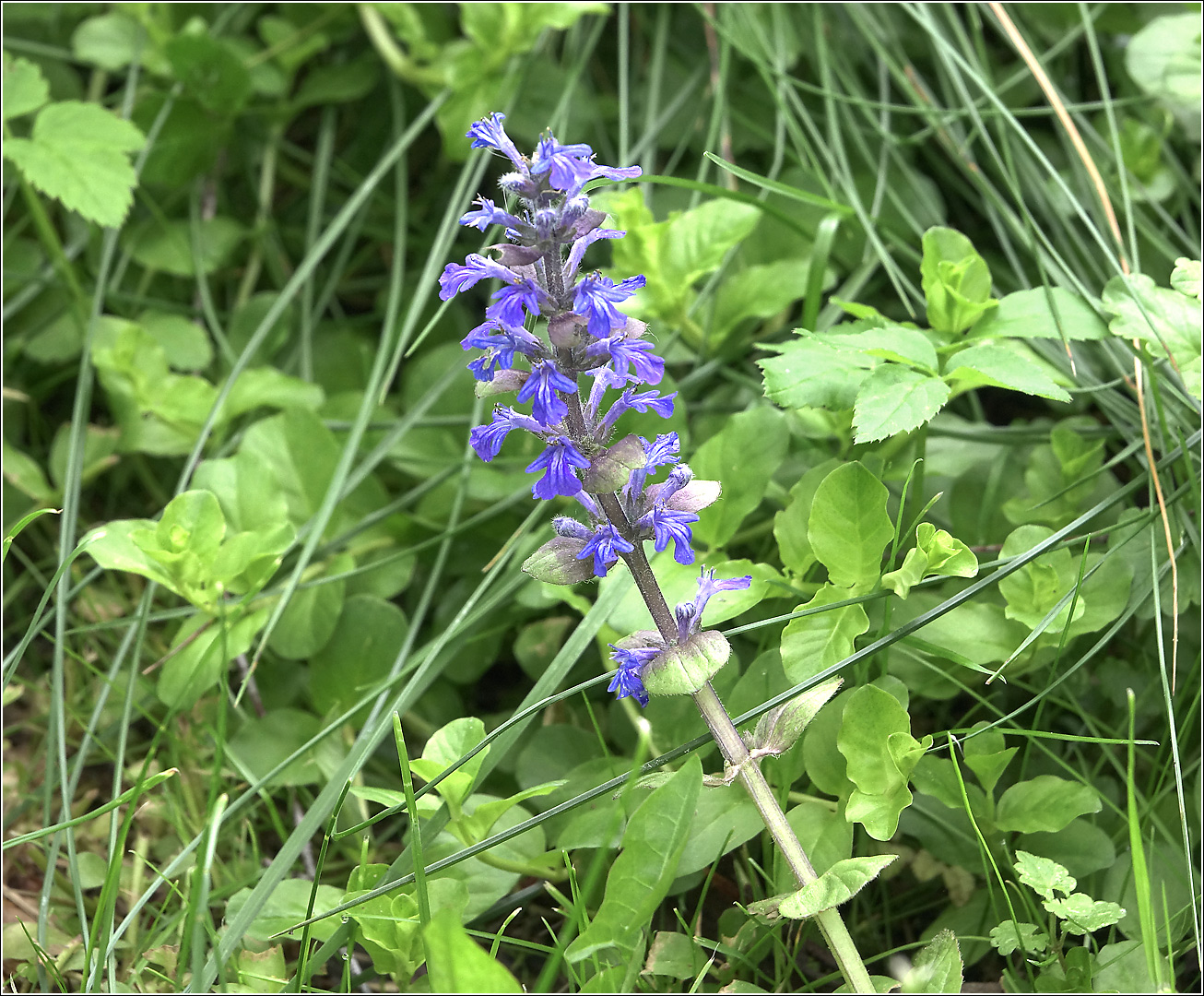 Image of Ajuga reptans specimen.