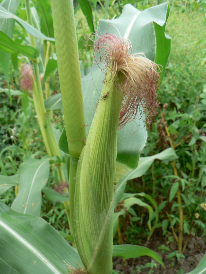 Image of Zea mays specimen.