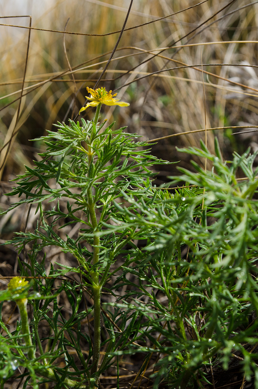 Image of Adonis volgensis specimen.