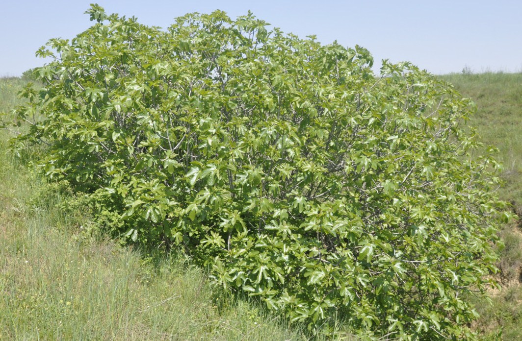 Изображение особи Ficus carica.