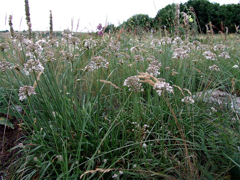 Image of Allium denudatum specimen.